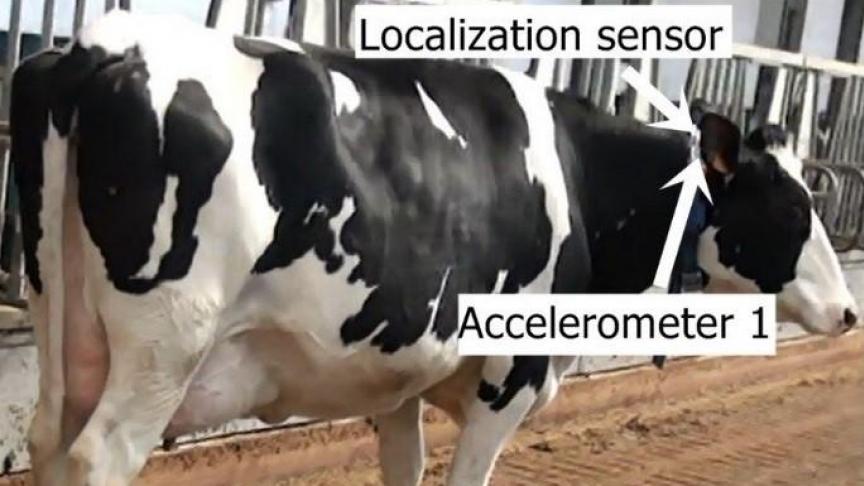 Het gebruik van meerdere sensoren - op poot en hals - blijkt efficienter dan slechts één sensor, zeker op het laatste moment voor bronst of kalving.