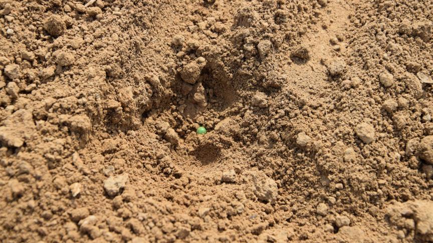 Twee 120 dagen toelatingen werden toegekend in het kader van bietenteelt: de eerste voor de behandeling van zaden, de tweede voor het zaaien van behandelde zaden.
