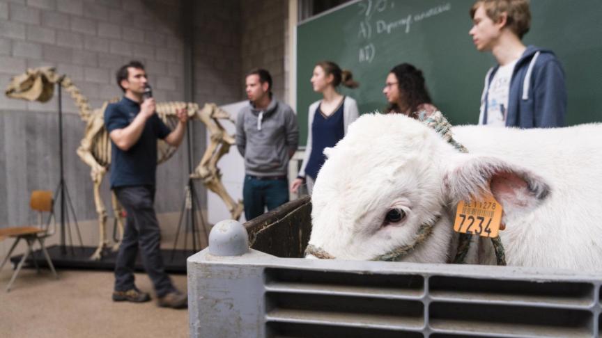 Onderzoek en onderwijs omtrent diergeneeskunde aan de Universiteit Gent is internationaal top, volgens de Shanghai-ranking.