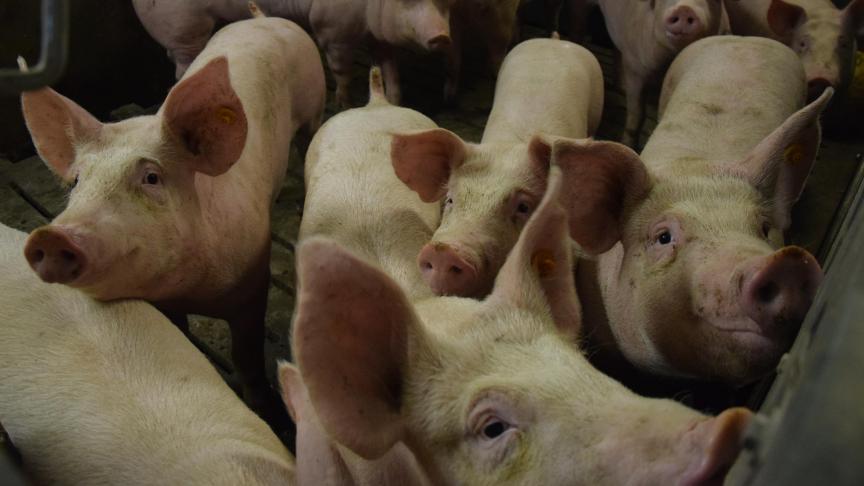Met het project Susalvac willen onderzoekers van UGent en ILVO de beheersing van salmonella-infecties bij varkens verbeteren.