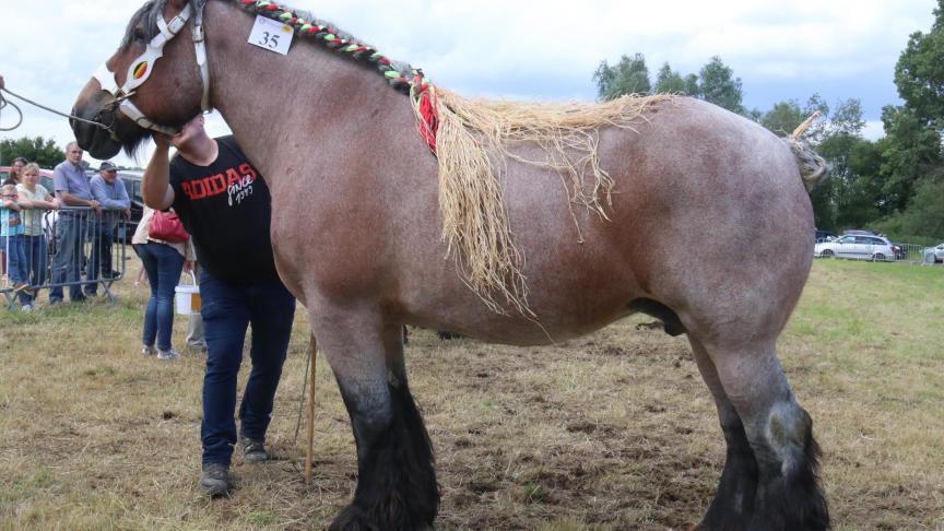 Waals kampioenschap: Dora de Guinies, eerste prijs bij de merries geboren met veulen en tevens dagkampioene, eig. Noél Duprire – Vieux Leuze