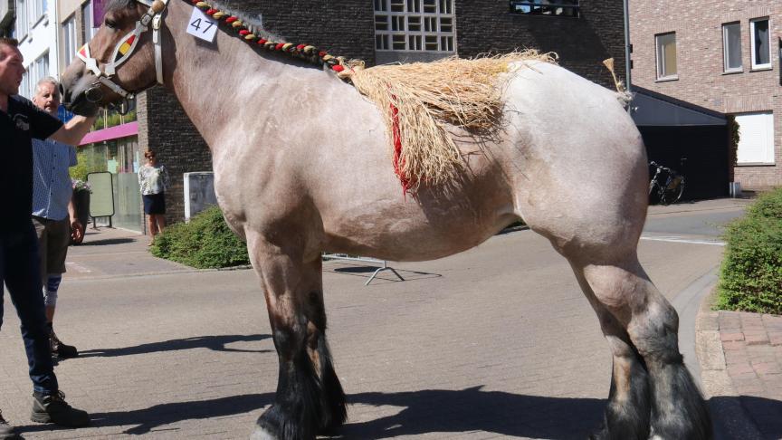 Interprovinciale Prijskamo: Jaenne van de Boterhoeve, eerste prijs bij de merries geboren in 2016 en tevens jeugdkampioene, eig. Luc & Ignace Imschoot – Beervelde