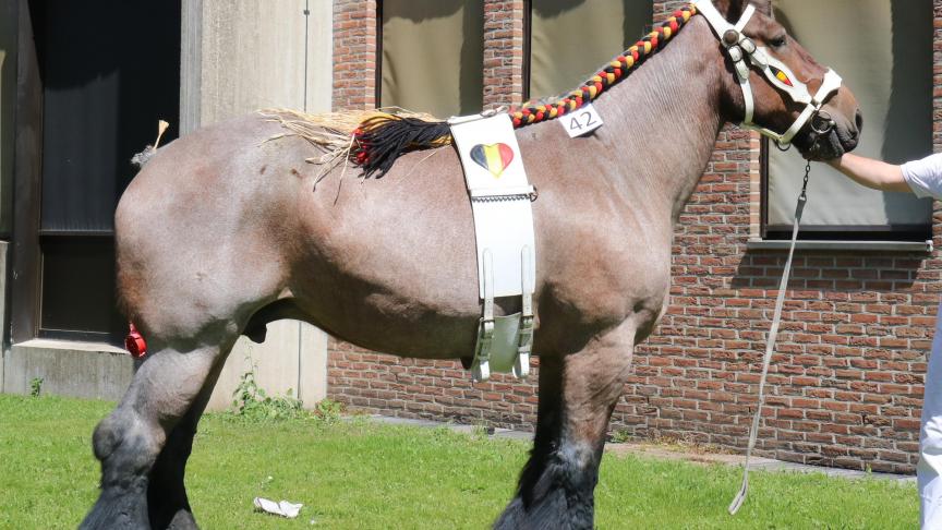 Interprovinciale Prijskamo: Maxima van het Kraaienhof, eerste prijs bij de merries geboren in 2001 en ouderen tevens dagkampioene, eig. Koen Zwanepoel - Eernegem