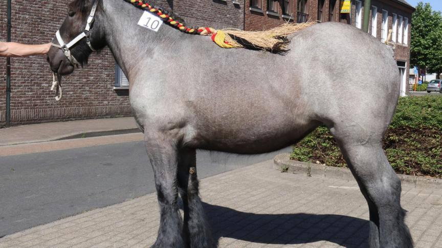 Interprovinciale Prijskamp: Rani van de Kloosterdreef, eerste prijs bij de merrieveulens geboren in 2018 2e reeks,
eig. Gebr. Van Heule - Maldegem