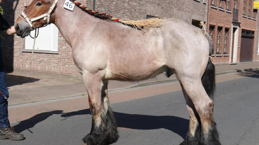 Interprovinciale Prijskamp: Viktor van den Houtbriel, eerste prijjs bij de hengstveulens geboren in 2018, eig. luc & Ignace Imschoot – Beervelde