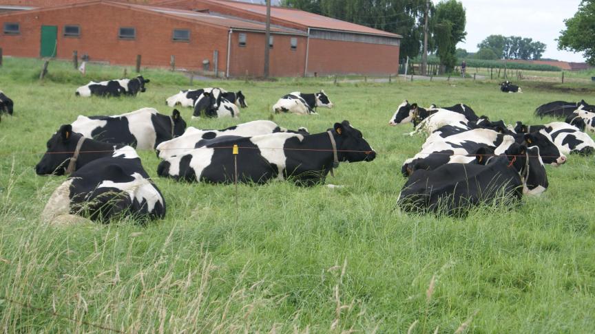 Botulisme kan leiden tot grote schade op melkveebedrijven.