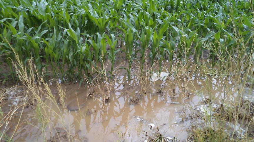 Bij percelen met bijvoorbeeld maïs, is er een hogere kans op erosie en moddergevoeligheid dan bij granen.