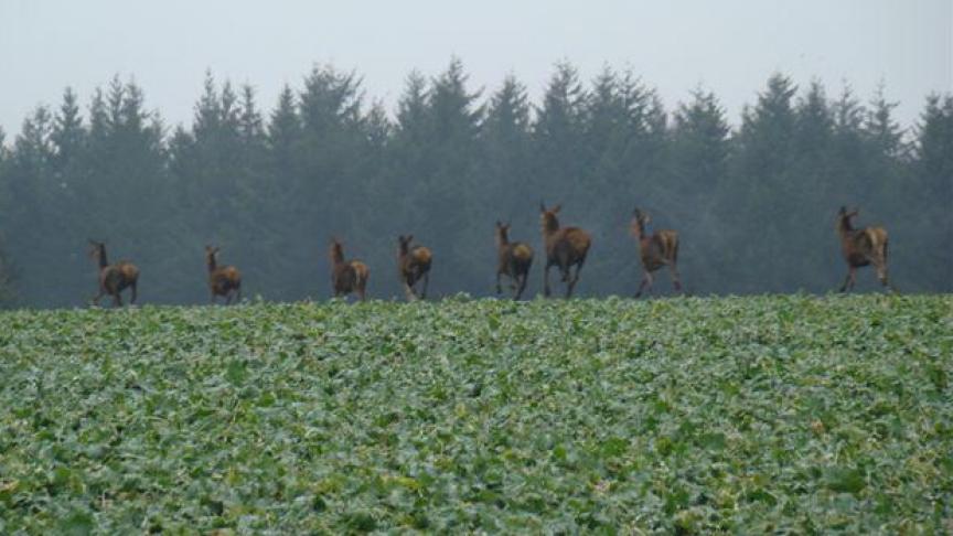 Volgens de jachtvereniging Hubertus Vereniging Vlaanderen bestaat het risico op aanrijding van overstekend wild in alle provincies in Vlaanderen.