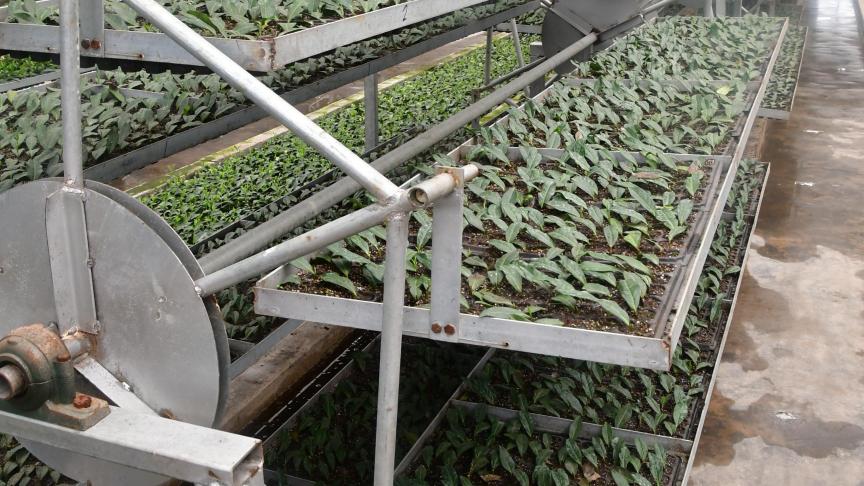 In de Academie voor Landbouwwetenschappen van Enshi herbergt deze serre de versnelde vermeerdering door stekken van fragmenten van theeplanten in met gaten doorboorde platen die op roterende onderstellen rusten.