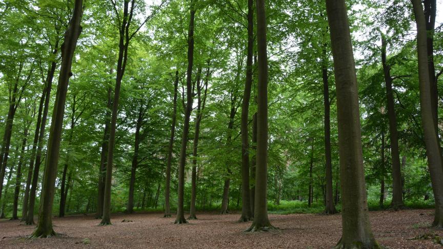 Het Waalse bos, dat is bijna 560.000 ha, ongeveer gelijkmatig verdeeld onder
openbare en private eigenaars. Foto: J.V.