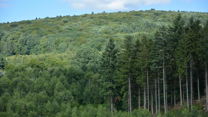 De loofbossen maken 57% uit van de productieve Waalse bossen,  tegenover 43% voor de naaldbossen.