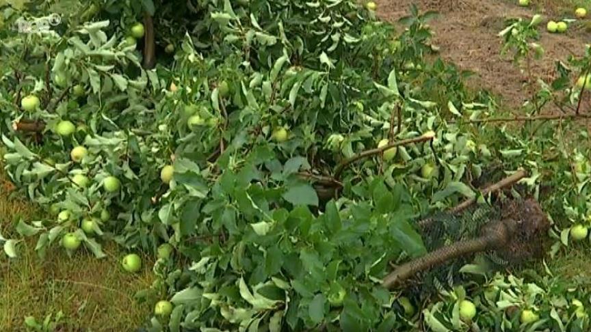 Enkele fruitbedrijven in Kortenaken werden zwaar getroffen door een storm.