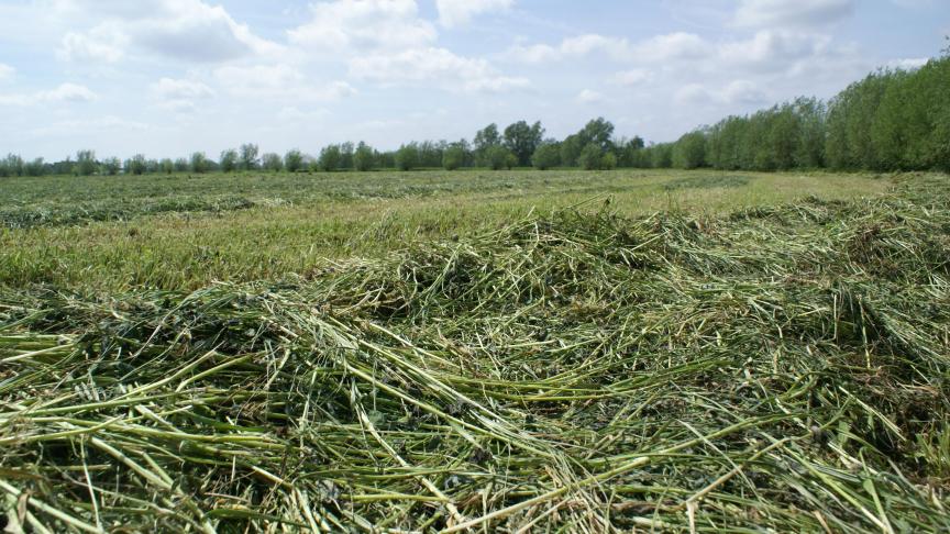 Het departement Landbouw en Visserij werkte een aantal droogtemaatregelen uit. Zo worden enkele voorwaarden voor ecologisch aandachtsgebied versoepeld om extra ruwvoeder te kunnen winnen.