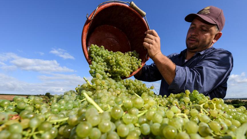 Dankzij de droge warme zomer produceerde Duitsland meer wijn.