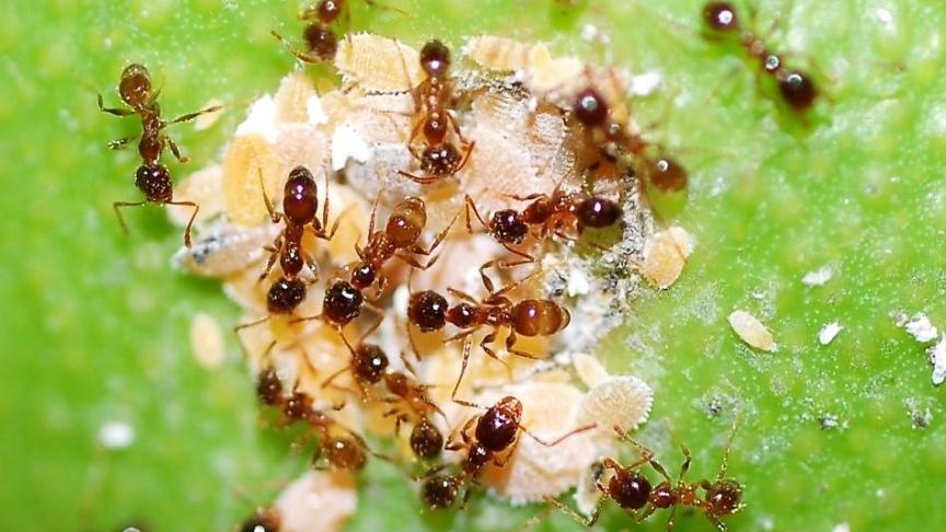 Volgens de onderzoekers kunnen nuttige insecten via honingdauw ‘neonics’ binnenkrijgen.
