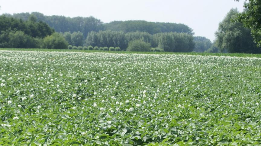 Wat vroeg geplante percelen betreft worden opbrengsten van 35-40 ton gehaald.