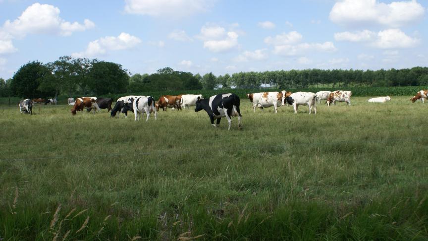 Koeien produceren minder melk bij hoge temperaturen.