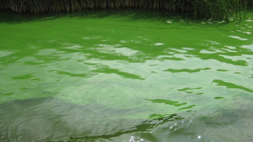 Cyanobacteriën of blauwalgen vormen een blauwgroene, soms roodbruine, olieachtige laag op het water en houden gezondheidsrisico