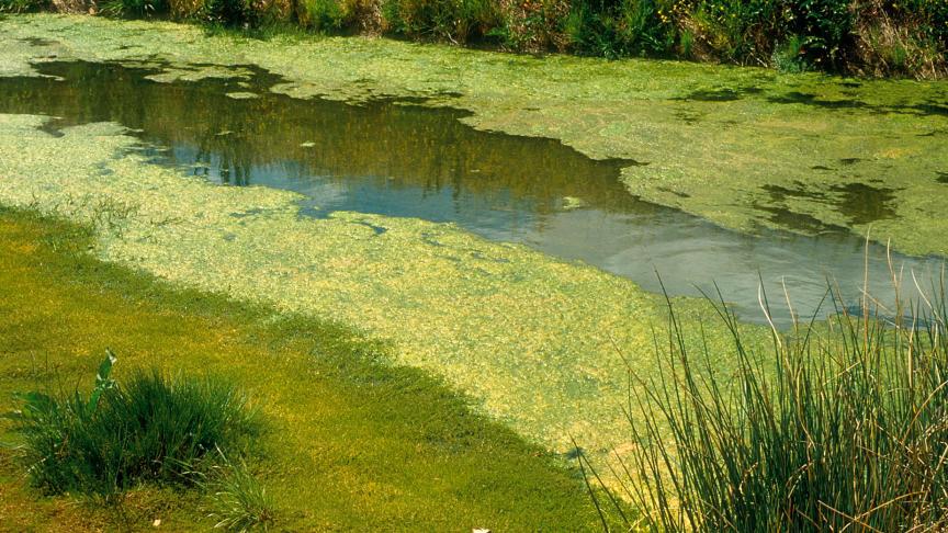 Cyanobacteriën of blauwalgen vormen een blauwgroene, soms roodbruine, olieachtige laag op het water en houden gezondheidsrisico