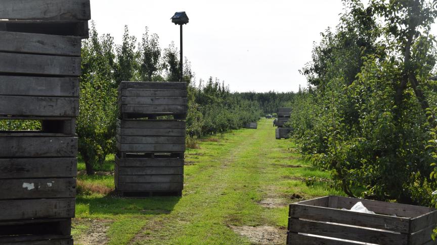 Door de Russische boycot is een lucratieve afzetmarkt voor de Belgische peer afgevallen. Wat Belgische fruitteeltorganisaties betreft, is het tijd voor normalisering van de relatie met Rusland.