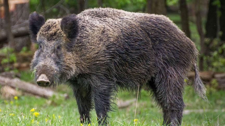 De vergoeding voor wildschade is niet correct, aldus Boerenbond.