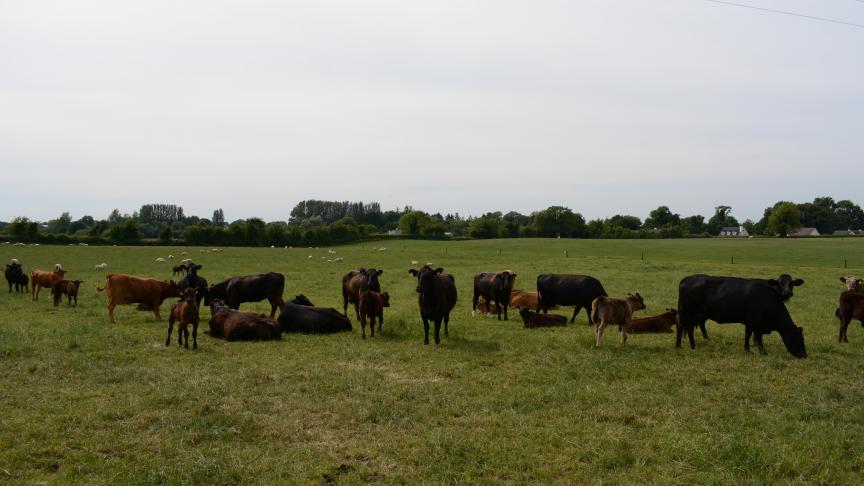 De Ierse- en Noord-Ierse landbouw zijn sterk verweven. Met name de rundveehouderij en schapenhouderij krijgt bij een harde Brexit flinke klappen.