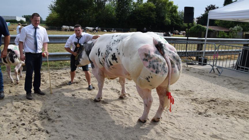 Kampioenschap koeien vanaf 44 maanden. Beautee Van Den Hondenlee van veehouder Van Bellegem Daniel, Damien en Charles.