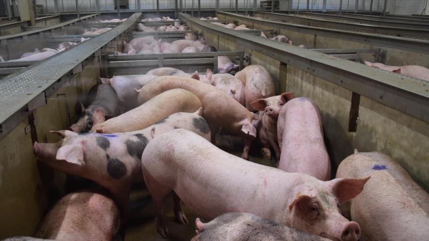 De prijs per kilogram varkensvlees steeg naar het hoogste niveau sinds twee jaar. De varkenshouders zijn tevreden met de duurdere prijzen, de vleesverwerkers reageren minder enthousiast.