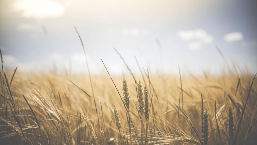 De provincie Limburg zou in de toekomst meer hittedagen tellen dan de rest van ons land.