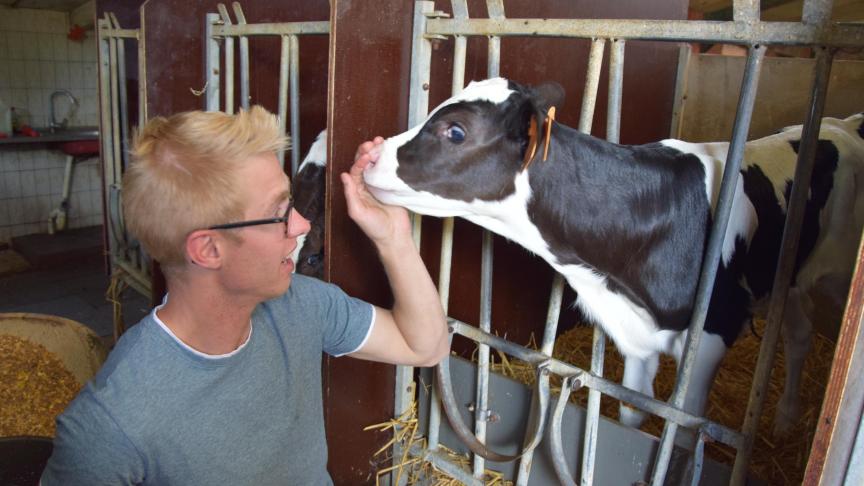 Thuis hadden er twee koeien gekalfd, dus mijn dag begon al vroeg met de eerste zorg voor de kalfjes , aldus Pieter.