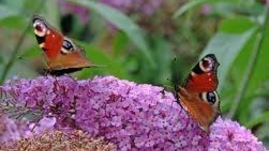 Budleja of vlinderstruik is een echte vlindermagneet.