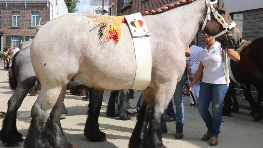 Collet van ‘t Sparrenhof, eerste prijs bij de merries van 4 jaar en ouder, eig. Dominique Van Riet – Londerzeel.