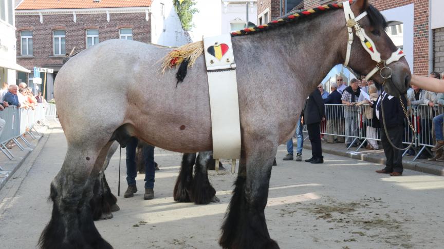 Hardi van ‘t Roetaart, eerste prijs bij de hengsten geboren van 3 jaar,en tevens dag kampioen. Eig. Dominique Van Riet – Londerzeel.