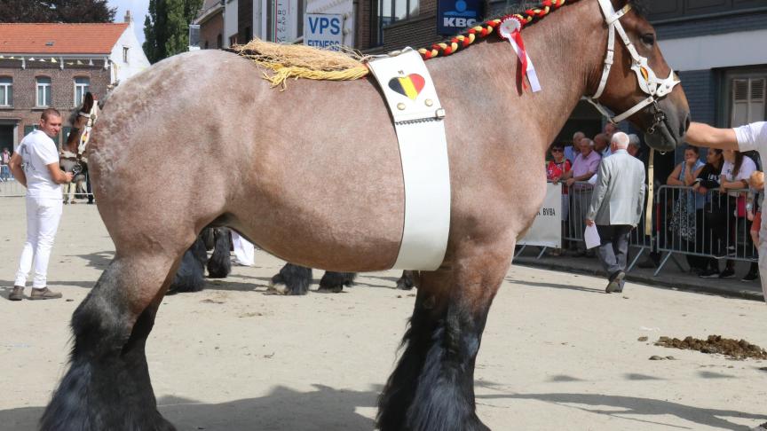 Jana van ‘t Hengelhof, eerste prijs bij de merries van 6 en 7 jaar en tevens dag kampioene, eigenaar Yves Smeers – Meeuwen Guitrode.