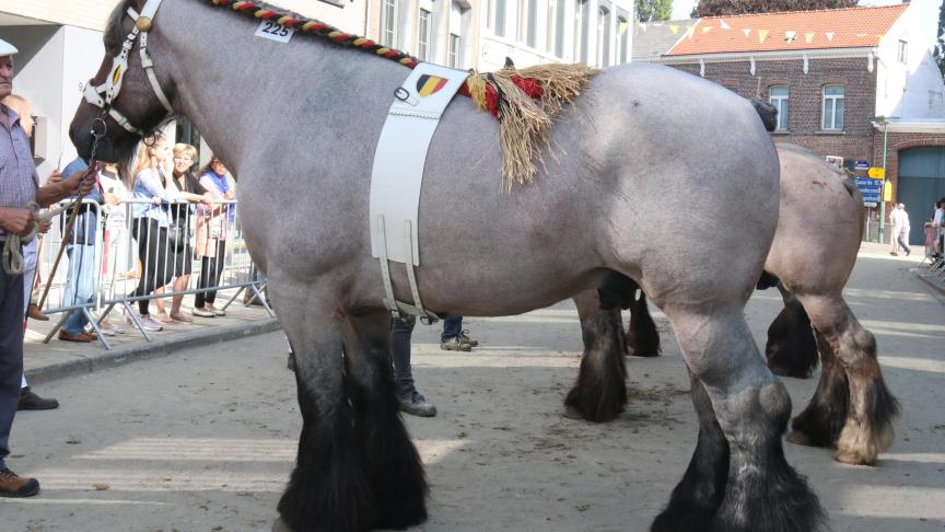 Matis van ‘t Roetaart, eerste prijs bij de hengsten van 4 jaar en ouder, eig. Remi Verhulst – St – Pauwels.