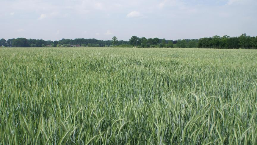 Door zijn breed aanpassingsvermogen is triticale voor gemengde en veebedrijven een ideale graansoort.