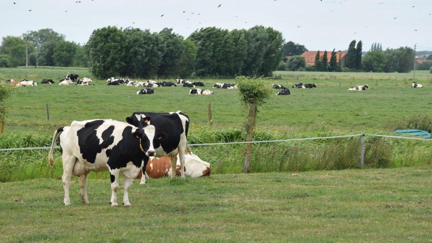 De Vlaamse koe is inzake het klimaat eerder onderdeel van de oplossing, dan het probleem, betoogt de heer Van Bockstaele.
