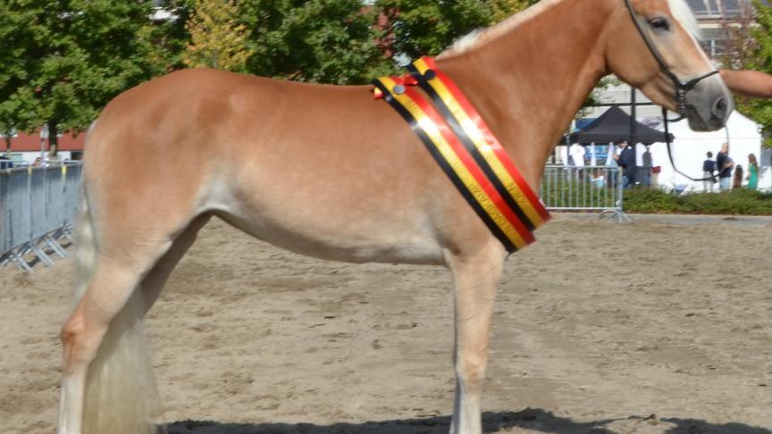 Cato van 't Jansveld van Eric Van den Driessche uit Brakel is de nieuwe Vlaamse Haflingerkampioene.