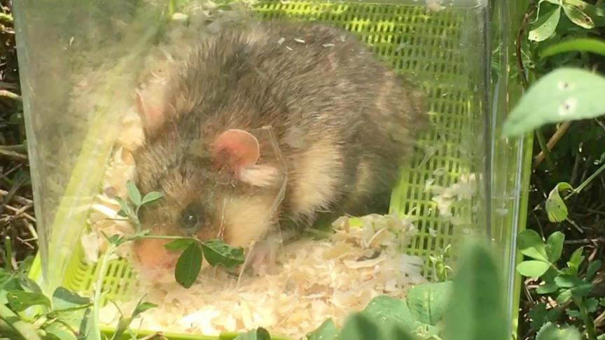 In juni werden hamsters uitgezet in Widooie, met succes blijkbaar.