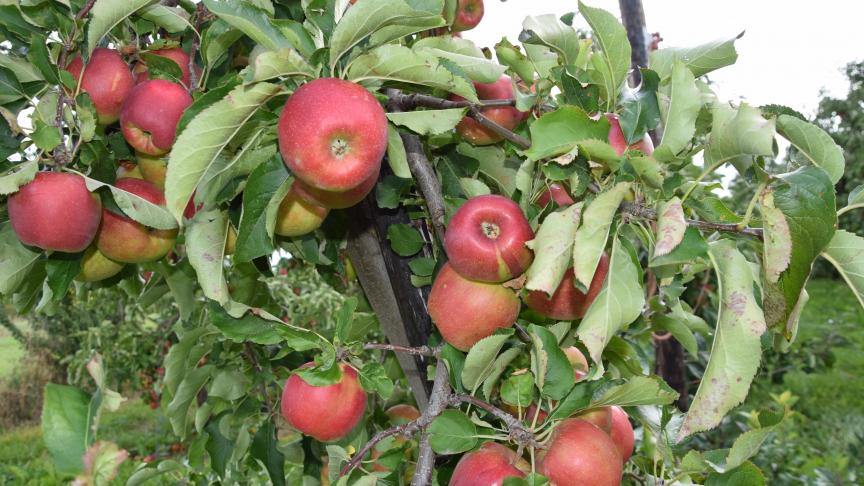 Belgen kunnen binnen en buitenlandse appels nauwelijks onderscheiden.