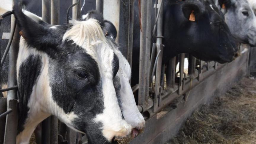 Van 30 september tot en met 30 november 2019 kunnen premierechten voor zoogkoeien worden overgedragen.