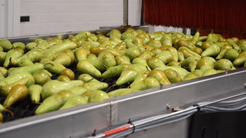 Ook 2 projecten omtrent Conference-peren werden goedgekeurd