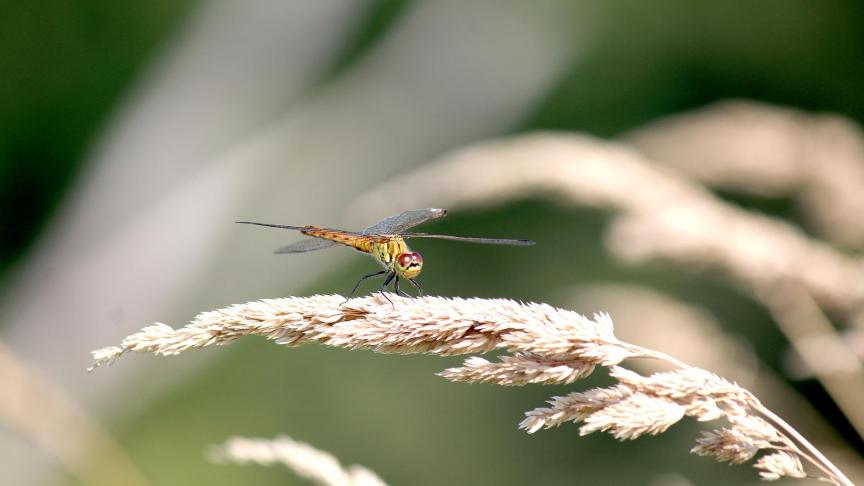 Uit een doctoraatsonderzoek aan de KU Leuven blijkt een relatie tussen de invloed van hogere temperaturen op de grootte van waterjuffers en hun overlevingskansen wanneer ze geconfronteerd worden met pesticiden