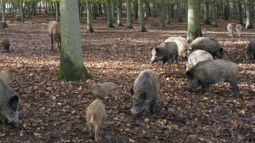 Het laatste viropositief everzwijn werd op 11 augustus aangetroffen.