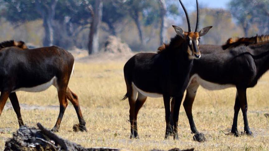 Animal Rights wil reisorganisatoren geen jachtsafari’s meer aanbieden.