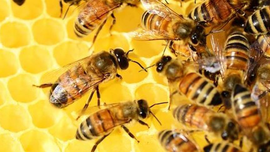 1,5 procent van alle bijenkolonies in het land zijn gestorven, zeggen onderzoekers