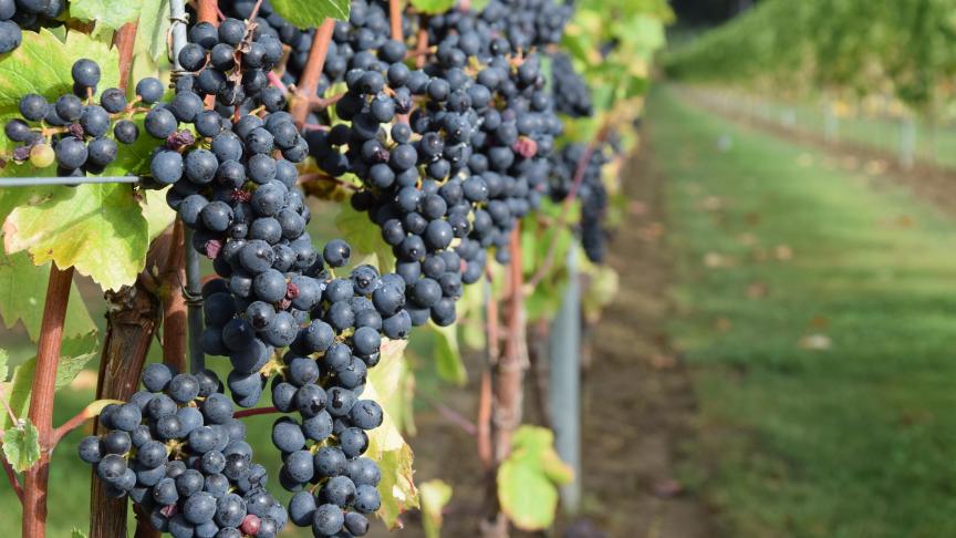 Uit de gegevens van de FOD Economie blijkt dat de wijnsector in België alsmaar blijft groeien. In 2018 verdubbelde de productie zelfs bijna ten opzichte van het voorgaande jaar!