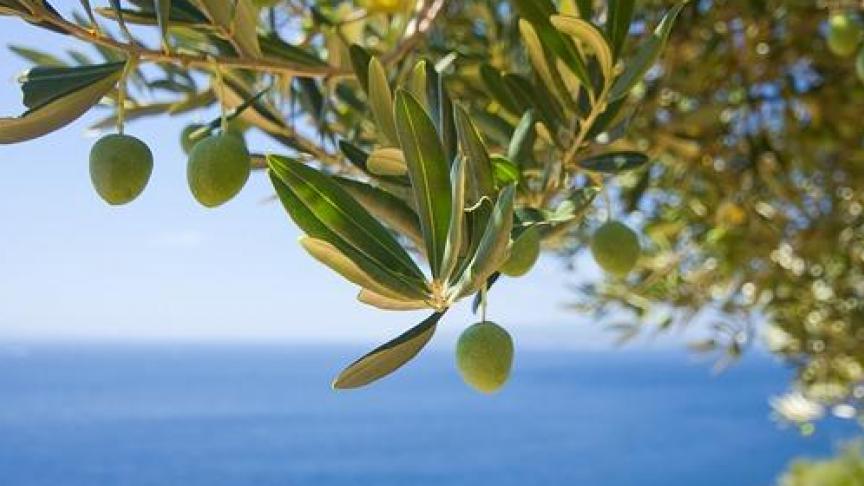 Spanje telt 400.000 olijfboeren. Het land was vorig jaar de grootste producent van olijfolie ter wereld, voor Italië en Griekenland.