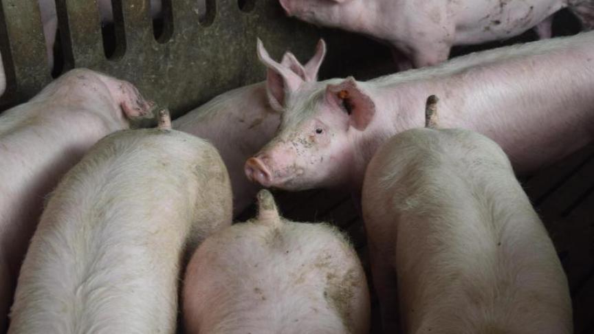 De economische schade is enorm groot, niet het minst omdat de Aziatische markt voor Vlaamse varkens minstens tot de zomer van 2020 afgesloten zou blijven.