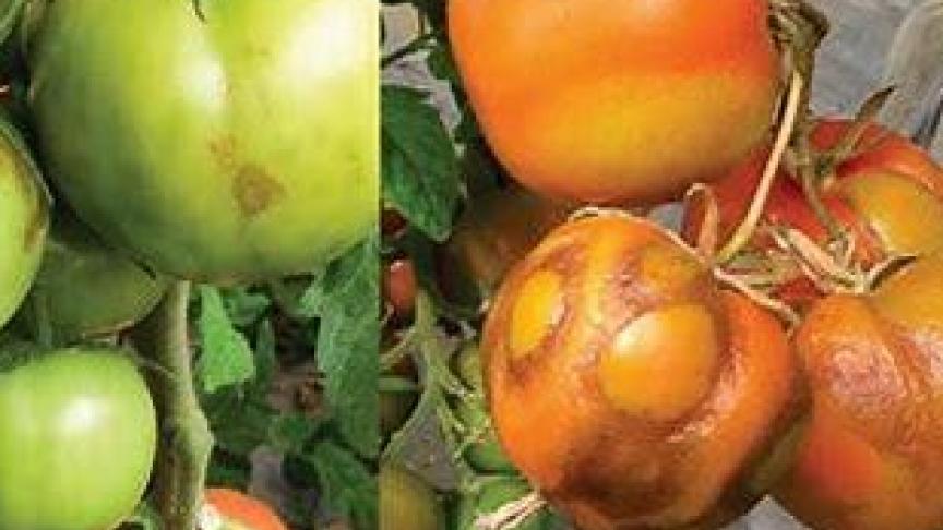 Bij tomaten veroorzaakt het virus heel gelijkaardige symptomen als het Pepinomozaïekvirus (PepMV), namelijk mozaïekvorming op jonge bladeren en gele vlekken op vruchten, waardoor die vruchten onverkoopbaar worden.